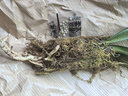 劉閣蘭花建兰四季兰花苗超香七彩玲珑现带花苞出售有香味的阳台盆栽绿植 紫灵2苗，加盆土肥,说明书 实拍图