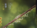 生命的故事 第1辑（共10册 ）蝌蚪小龙虾西瓜虫螳螂蚂蚁瓢虫 3-6岁昆虫高清实拍科普百科绘本 自然科学知识课外阅读《人民日报》推荐 实拍图