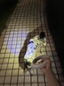 萌王星UFO可伸缩宠物牵引绳小狗链P绳中大型犬防爆冲遛狗绳泰迪柯基用品 牵引绳Plus（带灯款中性灰） 送M号胸背】7-14斤小型犬适用 实拍图