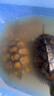 奈宠（NaiChong）小乌龟饲料通用龟粮鱼干虾干淡水巴西草龟料颗粒专用营养食物粮 六合一龟粮500g桶装 小粒1.5mm【适合6厘米以下的龟】 实拍图
