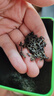陈一凡绿茶茶叶 明前一级云雾绿茶 浓香型耐泡袋装500g茶叶自己喝 实拍图