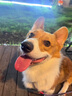 宝路狗粮 成犬全价粮中小型犬泰迪茶杯犬柯基鸡肉味1.8kg 实拍图