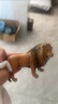 思乐（Schleich S）仿真动物模型 老虎狮子狼豹白虎猞猁男女孩儿童玩具生日礼物3+ 咆哮的狮子14726 实拍图