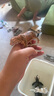 思乐（Schleich S）仿真动物模型 老虎狮子狼豹白虎猞猁男女孩儿童玩具生日礼物3+ 美洲虎14769 实拍图