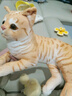 蓝诗诺小猫咪毛绒玩具仿真宠物玩偶动物模型儿童猫偶猫咪公仔送儿童礼物 橘猫【侧卧款】【长29厘米】 均码 实拍图