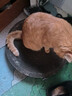 【京东物流】猫抓板磨爪猫窝一体耐磨不掉屑超大号猫玩具猫咪用品 圆形超大号+猫薄荷 实拍图