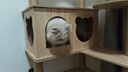 珑小宠猫爬架猫窝加粗大型猫树一体太空舱猫架子小户型不占地麻绳猫玩具 145cm 5层 【多窝款加厚板】 实拍图
