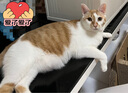 【预售】蓝氏全价猫粮幼猫成猫猎鸟乳鸽4.5kg+荒野猎兔4.5kg 实拍图