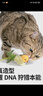 贵为（GiGwi）翠鸟发声逗猫玩具小猫咪幼猫自嗨解闷神器磨牙耐咬宠物玩具逗猫棒 实拍图