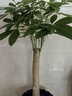 发财树大型绿植室内客厅花卉大盆栽落地办公室摆件阳台放轻松植物 【独杆】0.9-1m 原盆 实拍图
