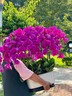 绿韵花田【两小时达】蝴蝶兰盆栽带花苞花剑花盆真花兰花开业乔迁生日礼物 10株紫色（瓷盆随机） 实拍图