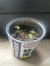 劲牌 毛铺苦荞酒 露酒 金荞 50度 500ml*6瓶 整箱装 实拍图