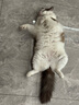 【7仓直发】金盾润康滴眼液 猫咪眼药水狗狗抗菌消炎宠物猫用淡化泪痕洗眼液比熊眼睛发炎结膜炎 金盾润康 实拍图