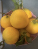 生活＆好管家 四川爱媛38号果冻橙柑橘手剥橙新鲜橙子水果应季时令桔橘子 净重4.5斤【超划算-80%人选】 果径80-85MM【特大果】 实拍图
