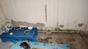 皇家皇家狗粮幼犬奶糕幼犬狗粮宠物小型犬MIS30全价犬粮 ≤2月1KG 实拍图