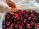 京觅 大连美早樱桃车厘子 2J级净重2.8斤单果10-12g 水果源头直发 实拍图