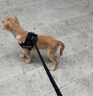 宠德多狗绳狗狗牵引绳遛狗绳胸背带狗链子防爆冲中大型犬金毛拉布拉多 黑色 M（建议24-46斤） 实拍图