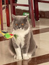 多特思（DOTUS）猫罐头招财金饭碗猫主食罐头奶糕成幼猫全价68g*1罐湿粮餐盒猫饭 实拍图