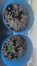 IAM City Farmer薄荷DIY趣味种植盆栽桌面种植可食用薄荷种子儿童小盆栽好种易活 实拍图