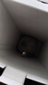橙小士 海南网纹瓜 冰淇淋玫珑蜜瓜糯甜瓜海南新鲜水果热带年货礼盒 5斤精选品质【2-3个】净果4.5斤 实拍图