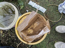漫生活650g*3块椰糠砖椰砖椰土砖营养土通用种菜养花土壤花卉绿植脱盐 实拍图