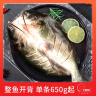钓鱼记叉尾鮰鱼1.3斤-1.5斤(赠烤鱼酱) 三去净重 冷冻 烤鱼红烧生鲜鱼类 实拍图