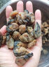 生蚝干 牡蛎干海蛎子干货 生蚝干50g 实拍图