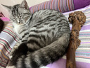 顽皮三文鱼猫罐头80g（汤汁型） 猫咪零食猫粮湿粮 实拍图