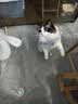 HELLOJOY猫玩具逗猫棒猫咪自嗨解闷神器懒人自动羽毛带吸盘铃铛猫咪用品 实拍图