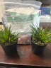 疯狂水草（FKSC）真水草鱼缸造景套餐净化水质懒人鱼缸水草植物直接入缸蜈蚣草 菖蒲【火山石底座】 实拍图