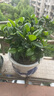 爱你一万年栀子花盆栽花卉植物室内绿植四季好养茉莉花源头直发驱蚊组合包邮 育苗盆【160#栀子花】 实拍图