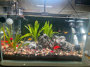 YEE超白鱼缸桌面客厅生态斗金鱼乌龟缸造景小型水草养鱼玻璃裸缸40cm 实拍图