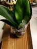 绿有意金钻盆栽植物水培绿植花卉多肉办公室内去吸除甲醛铂金钻绿公主 金钻20cm3棵(原土盆)+营养液 含盆 实拍图