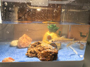 阔庭（KUOTING）缸水族箱生态桌面鱼缸新款懒人鱼缸生态造景过滤制氧一体机白色 实拍图