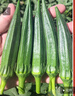 寿禾 黄秋葵种子苗夏秋家庭盆栽种植菜种籽 潍丰卡里巴2号秋葵种子12g 实拍图