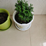 京云梦清香木盆栽胡椒木防蚊虫驱蚊草土培好养绿植室内塑料盆源头直发 实拍图