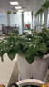 叹为观止18种吊兰任你选金边吊兰各种盆栽花卉客厅垂吊桌面植物净化空气 口红吊兰 含盆 实拍图