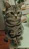 伟嘉成猫猫粮1.3kg牛肉味布偶蓝猫橘猫加菲英短猫咪夹心粮全价粮 实拍图