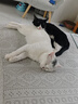 普安特猫咪狗狗宠物复合维生素片维生素b皮肤病视力衰退掉毛美毛金维葆 实拍图