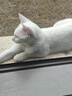 鲜朗主食猫条磷虾三文鱼油营养全价成猫幼猫湿粮无添加非零食补水湿粮 乳鸽味【12g/支】 12支【尝鲜装】 实拍图