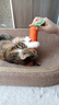 欢宠网猫玩具猫咪磨牙棒逗猫棒猫薄荷自嗨解闷耐咬神器猫猫小猫幼猫宠物 实拍图