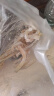 龙大肉食 山东发货 猪皮丝净重4斤 免切猪皮去毛凉拌猪皮冻食材 源头直发 实拍图