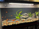 疯狂水草鱼缸造景装饰溪流石底部砂石天然溪流缸南美缸造景石乌龟躲避晒台 溪流缸造景套餐（40-50cm缸） 实拍图