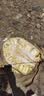 文勤越南进口红肉菠萝蜜 菠萝蜜整个 干苞脆甜菠萝蜜 生鲜水果 16-18斤【A果-人工挑选】 实拍图