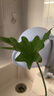 意轩春羽盆栽室内花卉水养水生绿植好养办公室观叶植物 春羽3株（大）（高30） 不含盆 实拍图