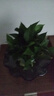 双盟绿萝盆栽除甲醛花卉绿植办公室新房净化空气180加仑2盆装源头直发 实拍图