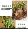 玫瑰老桩花苗室内外盆栽地栽阳台四季开花好养易活花卉月季苗秧 大红系【3颗】 实拍图