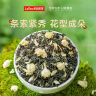 乐品乐茶茉莉花茶特级茶叶川派浓香型花草茶横县飘雪250g新茶茉莉绿茶 实拍图