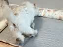 多可特狗窝凉席夏季狗窝猫垫子猫窝狗垫子藤编猫咪窝地垫宠物床宠物冰垫 凉席款,70*50CM 实拍图