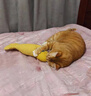 欢宠网猫玩具猫咪逗猫棒猫薄荷磨牙棒自嗨解闷神器磨牙猫猫小猫幼猫宠物 实拍图
